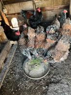 Broedeieren Brahma groot porselein, Dieren en Toebehoren, Pluimvee, Geslacht onbekend, Kip