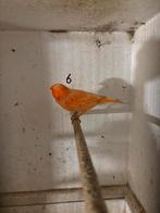 Roode kanaries, Dieren en Toebehoren, Mannelijk, Kleurkanarie