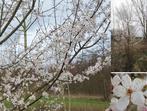 Kerspruim mooie plant, Ophalen, Minder dan 100 cm, Overige soorten, Zomer