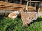 Brahma groot | Vriendelijke en rustige kippen | Passend advi, Vrouwelijk, Kip