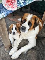 Te koop 2 sint bernard puppy's, teefjes, Dieren en Toebehoren, CDV (hondenziekte), 8 tot 15 weken, Teef, Meerdere