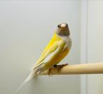 Gouldamadine geel pastel man 2022, Dieren en Toebehoren, Vogels | Overige Vogels, Mannelijk, Geringd, Tropenvogel
