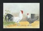 Pluimvee Kippen Hollands Hoen Boerderij, Van Gink, Ophalen of Verzenden, 1980 tot heden, Ongelopen, Vogel