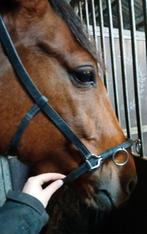 Kaptoom Full, Dieren en Toebehoren, Paarden en Pony's | Hoofdstellen en Tuigage, Ophalen of Verzenden, Zo goed als nieuw