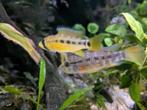 Apistogramma Ortegai wild/f1, Dieren en Toebehoren, Vis