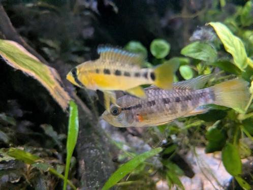 Apistogramma Ortegai wild/f1, Dieren en Toebehoren, Vissen | Aquariumvissen, Vis