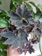 begonia black mamba stek, Ophalen of Verzenden, Halfschaduw, Minder dan 100 cm