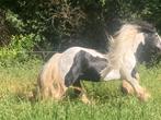 Zeer mooie stamboek Tinkerhengst, Dieren en Toebehoren, Paarden, Minder dan 160 cm, Hengst, Onbeleerd, 11 jaar of ouder