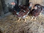 3 Wyandotte kriel hanen, Dieren en Toebehoren, Pluimvee, Mannelijk, Kip