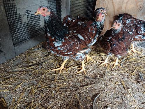 3 Wyandotte kriel hanen, Dieren en Toebehoren, Pluimvee, Kip, Mannelijk