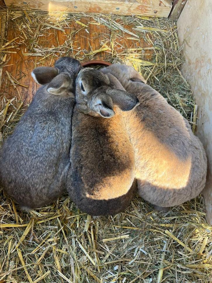 3 mooie konijnen, vrouwtjes, Dieren en Toebehoren, Knaagdieren, Vrouwelijk, Overige typen, April