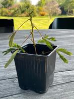 Mimosa pudica - kruidje roer me niet, Ophalen, Zomer, Volle zon