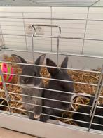 baby konijntjes, Dieren en Toebehoren, Konijnen, Meerdere dieren, Dwerg