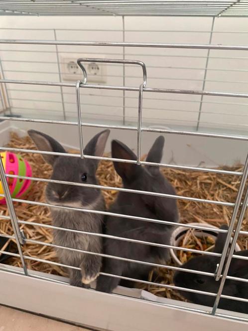 baby konijntjes, Dieren en Toebehoren, Konijnen, Dwerg, Meerdere dieren