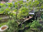 vijgenboon 5 jaar oud Ghadane (Noord Marokko), Tuin en Terras, Lente, Volle zon, In pot, Ophalen of Verzenden