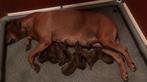 Rhodesian Ridgeback pups te koop, Rabiës (hondsdolheid), Overige rassen, 8 tot 15 weken, Meerdere
