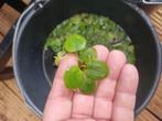 Amazon kikkerbeet, Dieren en Toebehoren, Vissen | Aquaria en Toebehoren, Ophalen of Verzenden, Zo goed als nieuw