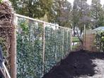 Hedera kant en klaar haag - Hedera rek - Scherm Groen-Klimop, Ophalen of Verzenden, Liguster, Haag, 100 tot 250 cm