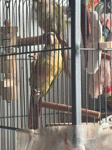  Drie lieve pyrrhura baby's zoeken een warm thuis!  beschikbaar voor biedingen