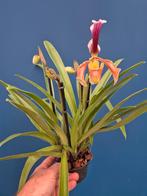 Orchidee Paphiopedilum gratrixianum 4 Tak p11 (1)