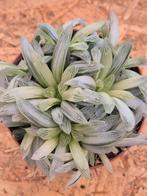 Haworthia cymbiformis White Tiger p10 (6), Ophalen of Verzenden, Halfschaduw, Minder dan 100 cm