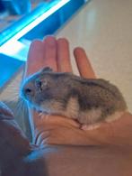 jonge hamsters 5,00 ps, Meerdere dieren, Hamster, Voor 1 juli 2024, Tam