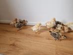 kuikens te koop 10 stuks, Dieren en Toebehoren, Geslacht onbekend, Kip