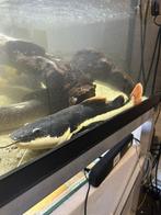 Roodstaart meerval 40cm, Dieren en Toebehoren, Vis, Zoetwatervis