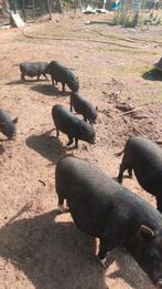 Gottinger mini varkens zwart 3 borgjes en 1 zeugje, Meerdere dieren, Varken, 0 tot 2 jaar