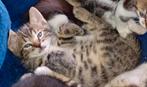 Wij zijn katerjes mix Britsekorthaar/Begaal  €125, Kater