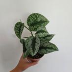Scindapsus Exotica 2, Ophalen of Verzenden, Overige soorten, Minder dan 100 cm