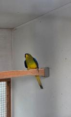 Elegant parkieten, Dieren en Toebehoren, Vogels | Parkieten en Papegaaien, Meerdere dieren, Parkiet, Geringd