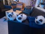 Ragdoll kittens te koop, Meerdere dieren, Gechipt, 0 tot 2 jaar