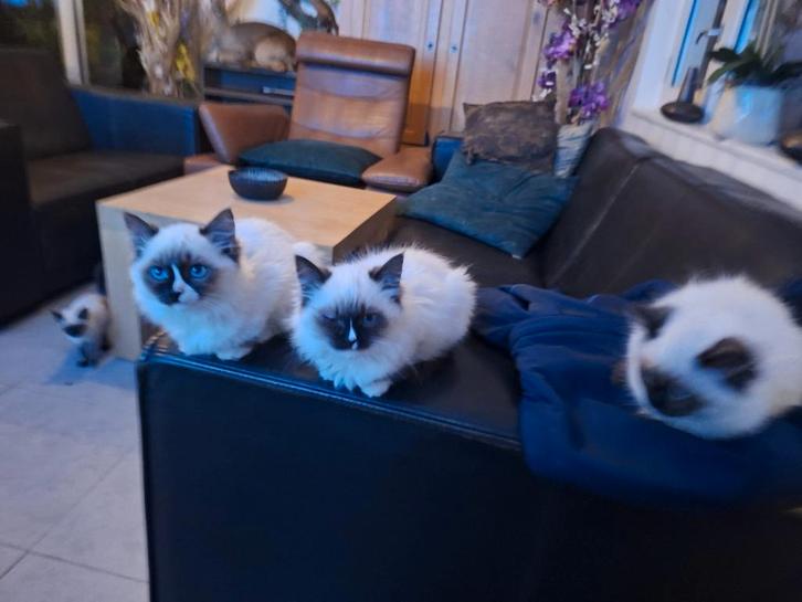 Ragdoll kittens te koop, Dieren en Toebehoren, Katten en Kittens | Raskatten | Langhaar, Meerdere dieren, 0 tot 2 jaar, Gechipt