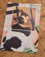 Leuke zwart witte poes, Verzenden, Gelopen, Hond of Kat