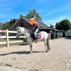 Lieve  kinderpony, Dieren en Toebehoren, Pony's, Ruin, Zadelmak, Recreatiepony, 3 tot 6 jaar