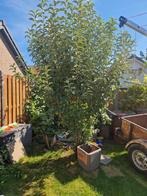 Granny smith appelboom, Tuin en Terras, Planten | Bomen, Ophalen, Lente, Volle zon, Overige soorten