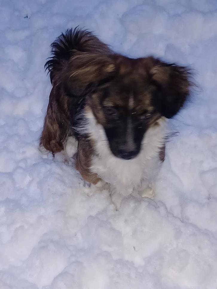 Lieve Alin zoekt opnieuw adoptiehuisje!, Dieren en Toebehoren, Honden | Niet-rashonden, Klein, Reu, Particulier, Eén hond, Buitenland