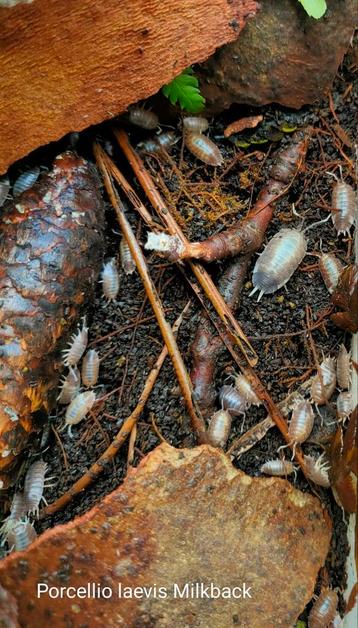 Porcellio laevis "Milkback" beschikbaar voor biedingen