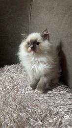 Britse langhaar kitten, Dieren en Toebehoren, Katten en Kittens | Raskatten | Langhaar, Kater