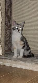 ***heel mooi gekleurd maine coon x poesje***, Dieren en Toebehoren, Katten en Kittens | Raskatten | Korthaar, Poes, Gechipt, 0 tot 2 jaar