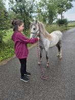 Supermooie 2 jarige mensgerichtte B pony  volbloed Welsh, Dieren en Toebehoren, Pony's, Ruin, 3 tot 6 jaar