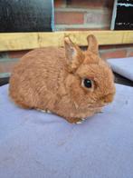 Oranje kleurdwergen, Dieren en Toebehoren, Meerdere dieren, Dwerg, 0 tot 2 jaar