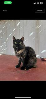 Jean, Poes