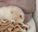 Pomeriaan pup 9 weken Creme, Parvo, 8 tot 15 weken, Eén hond, Nederland