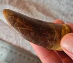 Carcharodontosaurus Tand (8 cm) – Afrikaanse T-Rex – Fossiel, Ophalen of Verzenden, Fossiel