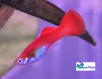 Guppy - Red Mix Male, Dieren en Toebehoren, Vissen | Aquariumvissen, Vis, Zoetwatervis