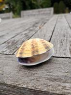 Gestreepte Schelp van ca 5 cm uit Normandië - Decoratie, Ophalen of Verzenden