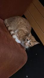 Mooi kat 🐈, Dieren en Toebehoren, Katten en Kittens | Raskatten | Korthaar, Kater