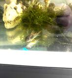 corydora aeneus, Dieren en Toebehoren, Vissen | Aquariumvissen, Vis